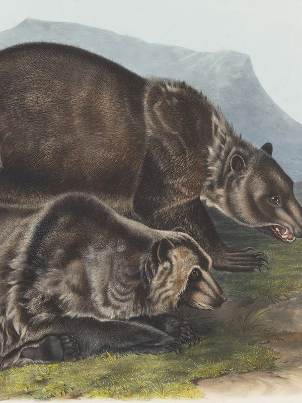Zwei braune Grizzlybären ruhen hintereinander im Gras vor einer Berglandschaft – kolorierte Lithografie