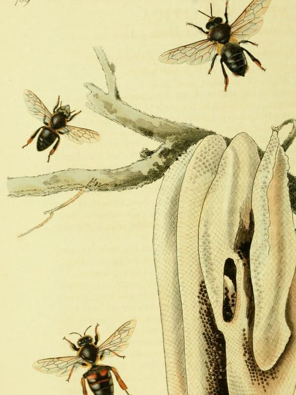 Honigbienen fliegen um eine helle Wabe, die an einem Zweig hängt