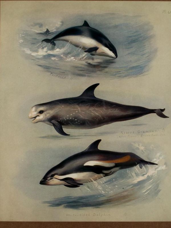 Drei Delfine schwimmen übereinander durch blaugraues Wasser
