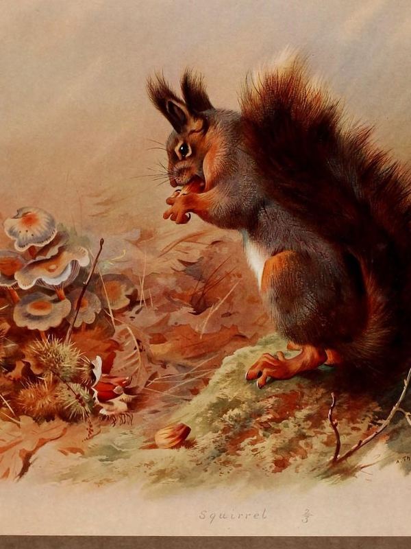 Ein rotes Eichhörnchen mit buschigem Schwanz sitzt zwischen Pilzen und Herbstlaub und frisst