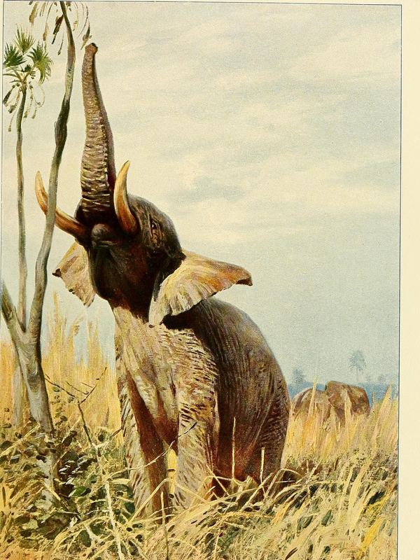 Ein Afrikanischer Elefant reckt den Rüssel in die Zweige eines Baumes in der Savanne