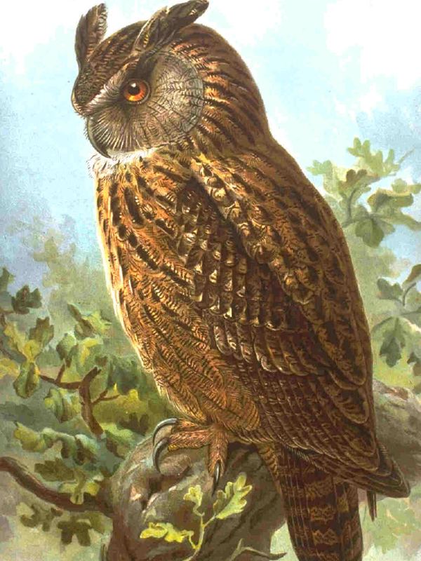Ein Uhu mit Federohren und orangefarbenen Augen sitzt auf einem Baumstumpf zwischen Laub
