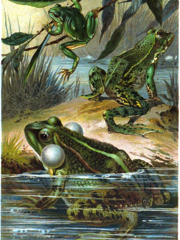 Grüne Frösche sitzen am Ufer und im Schilf, einer bläht seine Schallblasen – Chromolithografie