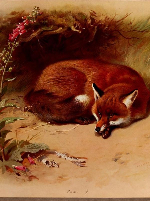 Ein roter Fuchs liegt eingerollt im Gras am Waldrand, daneben blühendes Heidekraut