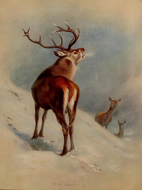 Ein röhrender Rothirsch mit mächtigem Geweih steht im Schnee, im Hintergrund zwei Hirschkühe