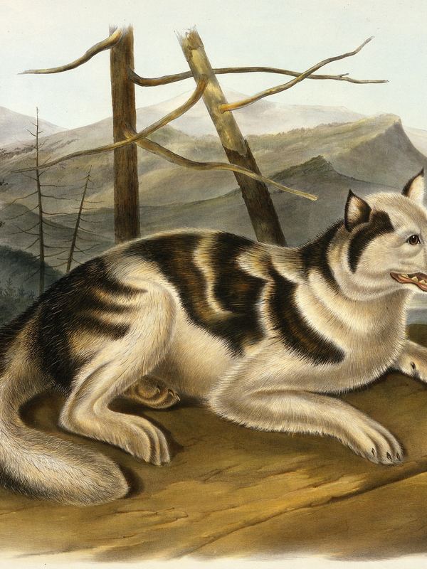 Ein weiß-schwarz gefleckter Hund mit spitzen Ohren liegt vor einer Berglandschaft – kolorierte Lithografie