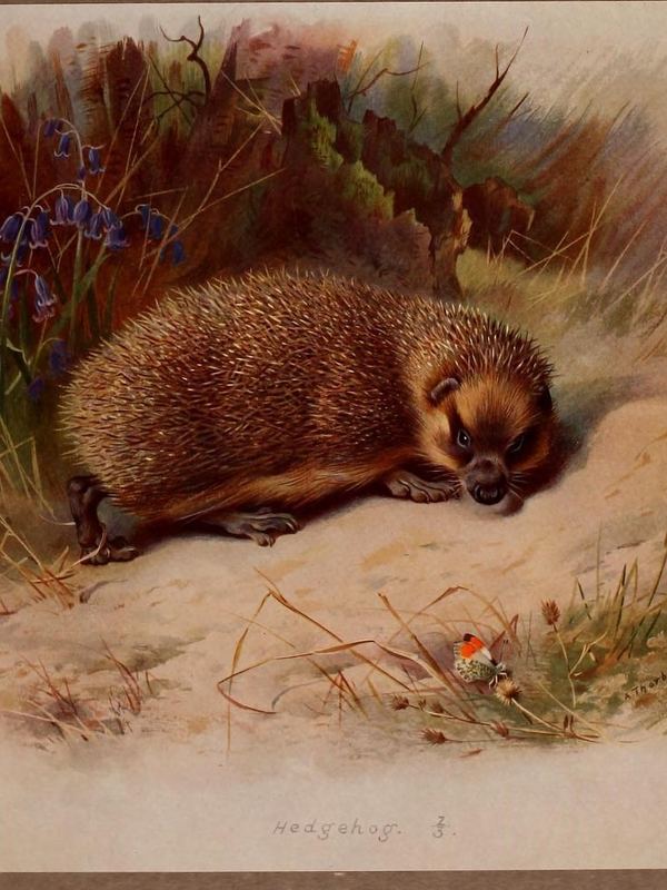 Ein Igel liegt zusammengerollt im Laub zwischen Gräsern