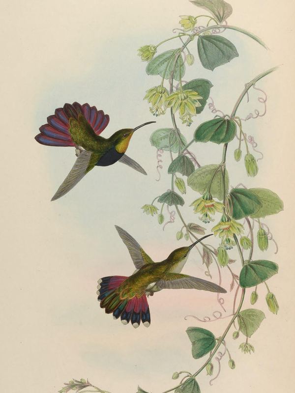 Zwei schillernde Kolibris schweben an einer blühenden Ranke