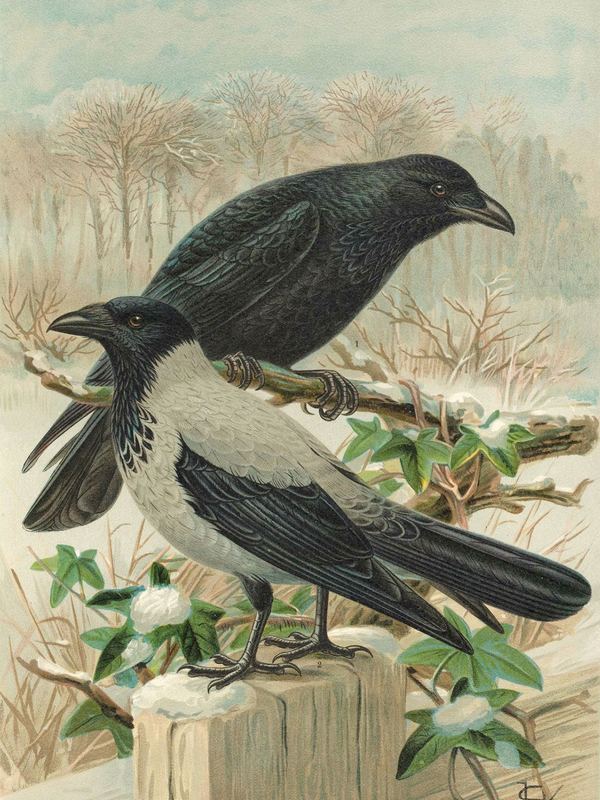Eine schwarze Rabenkrähe und eine grau-schwarze Nebelkrähe sitzen auf einem Pfahl im Winter
