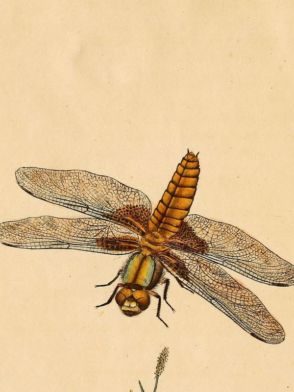 Eine Libelle mit goldbraunem Körper und netzartigen Flügeln, von oben gesehen