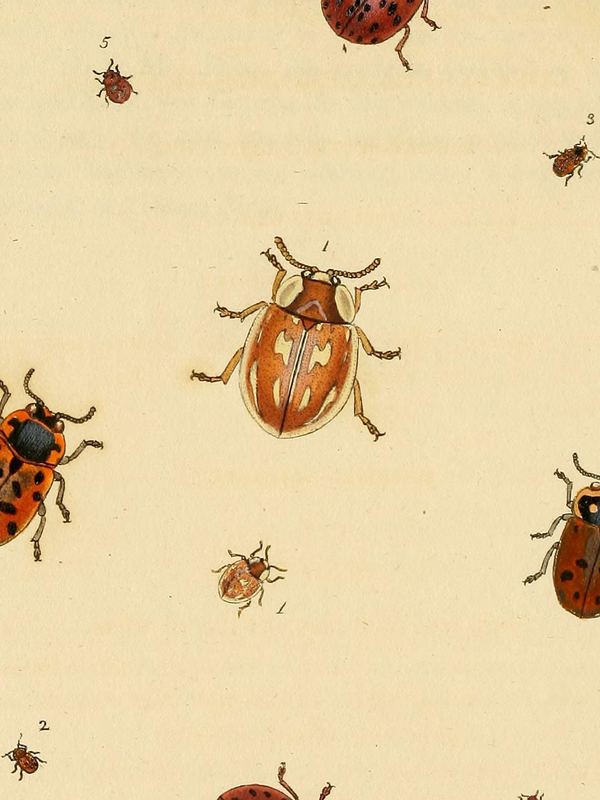 Mehrere rot und orange gefärbte Marienkäfer mit schwarzen Punkten auf hellem Papier