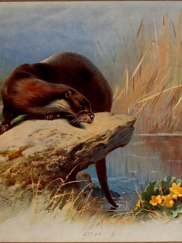Ein Fischotter liegt auf einem Felsen am Wasser zwischen Schilf und gelben Blüten