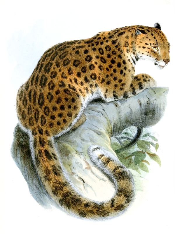 Ein gefleckter Leopard liegt auf einem dicken Ast und blickt zur Seite – kolorierte Lithografie