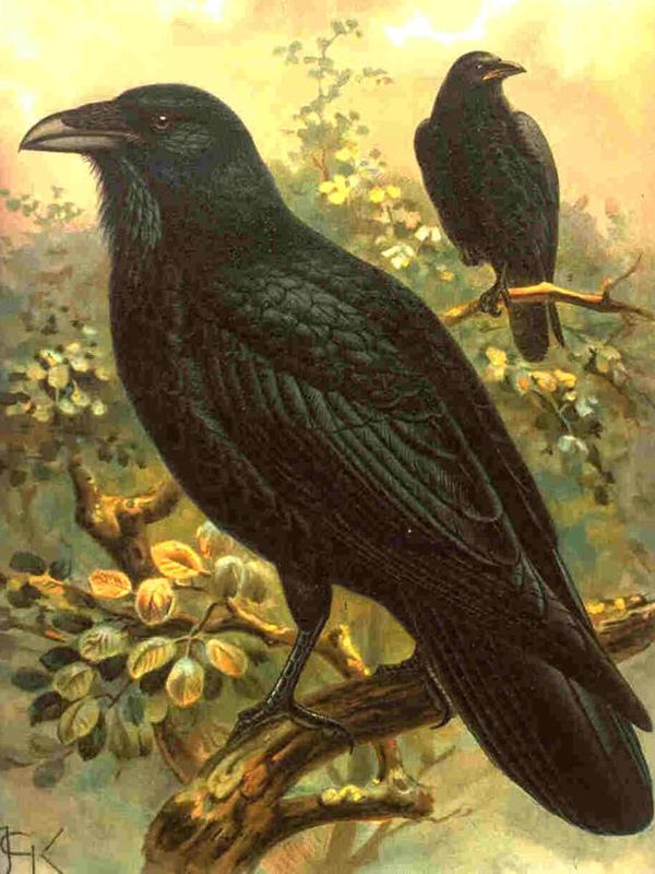 Ein schwarzer Kolkrabe mit kräftigem Schnabel sitzt auf einem Ast, dahinter ein zweiter Rabe zwischen Blättern