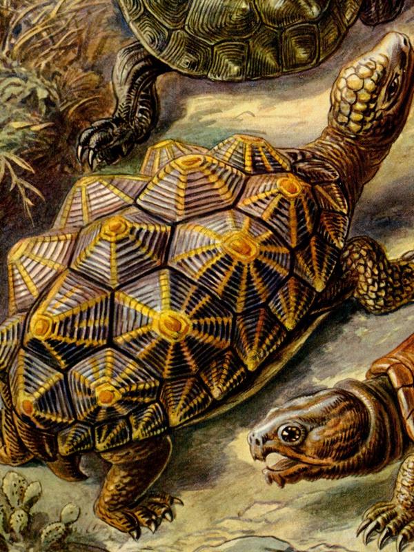 Eine Schildkröte mit sternförmig gemustertem Panzer, umgeben von weiteren Schildkröten