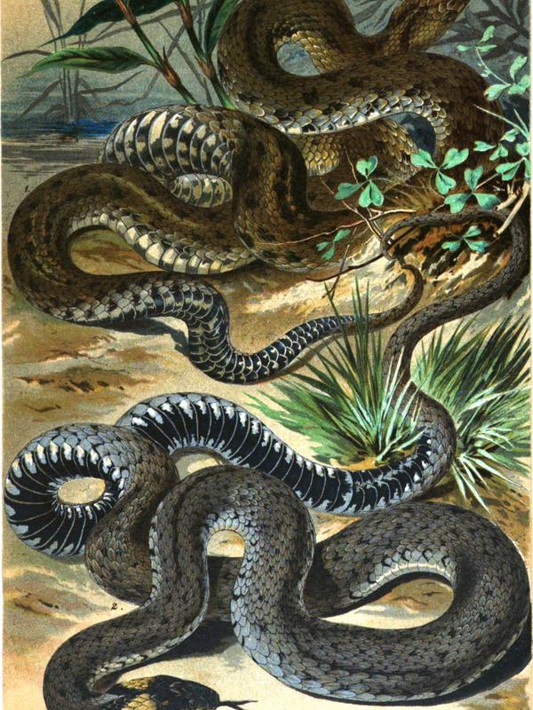 Mehrere Nattern winden sich zwischen Gräsern und Steinen am Wasser – Chromolithografie