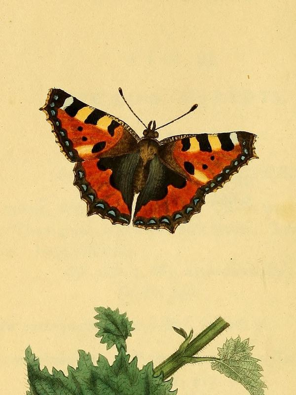 Ein orange-schwarz gemusterter Schmetterling (Kleiner Fuchs) mit ausgebreiteten Flügeln über einer Brennnessel