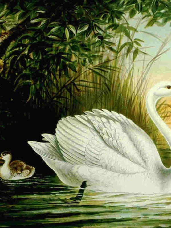 Ein weißer Schwan gleitet über einen Teich, daneben Jungvögel im Schilf