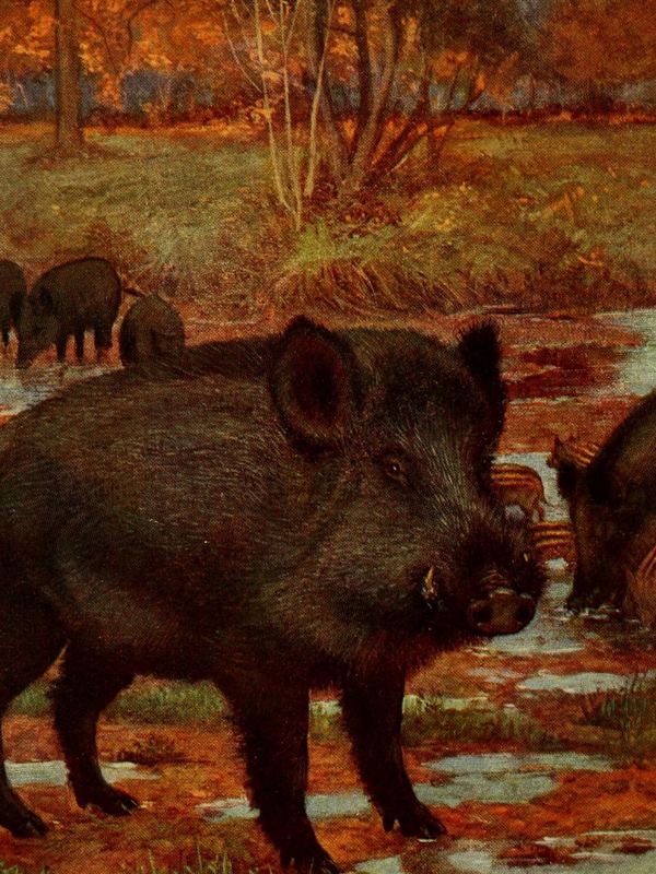 Ein dunkles Wildschwein steht in einer herbstlichen Sumpflandschaft, im Hintergrund weitere Wildschweine
