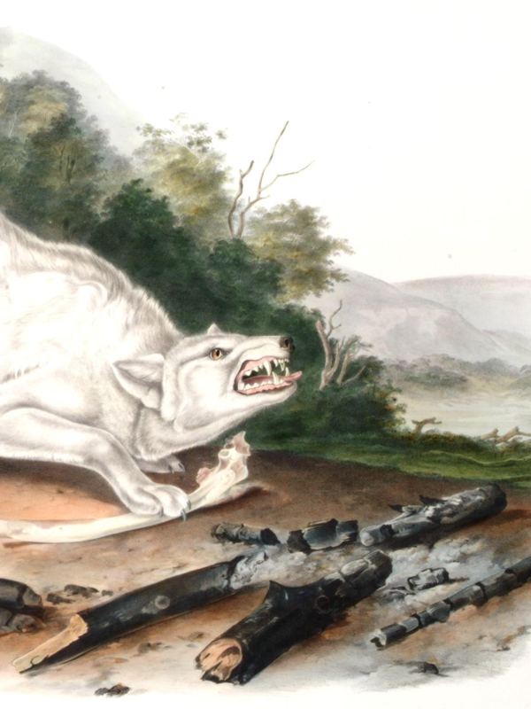Ein weißer Wolf duckt sich mit gefletschten Zähnen vor einer Hügellandschaft – kolorierte Lithografie von Audubon